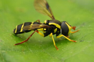 Closeup on the colorful European Superb ant-hill howverfly, Xanthogramma pedissequum on a green leaf
