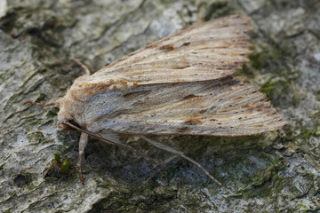 Natural Closeup on the European Light Arches owlet moth, Apamea lithoxylaea on wood