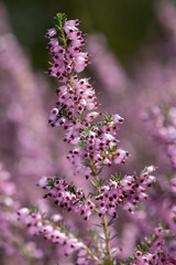 Close up of common heather (calluna vulgaris) in bloom