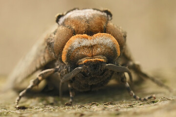 Frontal facial closeup on the large European Goat moth, Cossus cossus apecies pest of broad-leafed trees