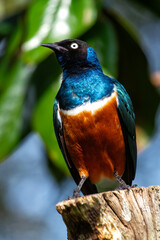 Superb Starling (Lamprotornis superbus) - Commonly Found in East Africa