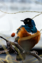 Superb Starling (Lamprotornis superbus) - Commonly Found in East Africa