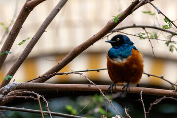 Superb Starling (Lamprotornis superbus) - Commonly Found in East Africa