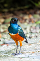 Superb Starling (Lamprotornis superbus) - Commonly Found in East Africa