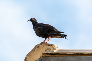 A black pigeon on the roof of a house.