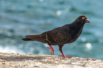 A black pigeon on the ground.