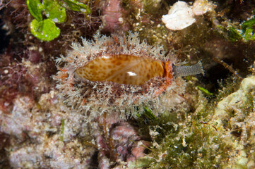 Dirty Cowry, Cyprea spurca, Erosaria spurca, Mediterranean sea, Sardinia, Italy