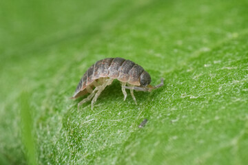 Closeup on a common rough woodlouse, Porcellio scaber, cleaning it's legs on a green leaf