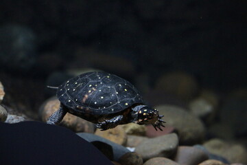 turtle