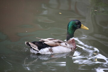 Duck
