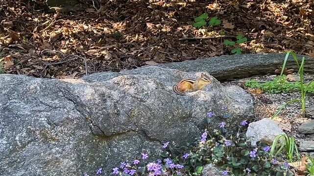 A chipmunk sitting on a large rock
