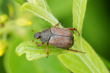 Closeup on an emerging Salland beetle, Hoplia philanthus, a pest species for gardens