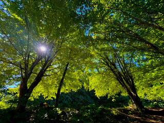 Obraz premium sun shining through the trees