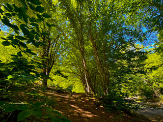 forest in the morning