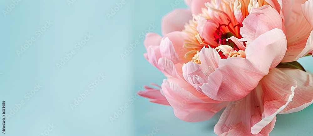 Poster close-up of a stunning peony blossom on a soft blue backdrop with an area for text in the image. cop