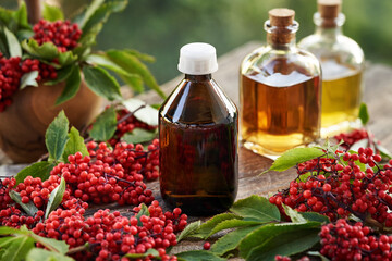 Herbal tincture made of fresh red elderberry or Sambucus racemosa berries