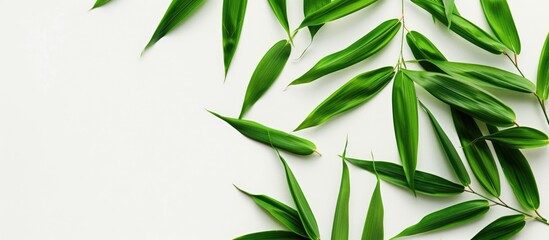 Isolated bamboo leaves on a white backdrop with a clipping path for a clean, professional copy space image.