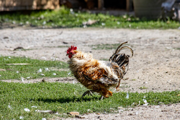 Fat rooster in the yard with grass © ArturP