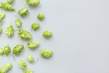 Fresh green hops on white background