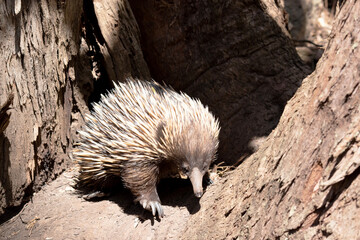 the short nosed echidna has strong-clawed feet and spines on the upper part of a brownish body