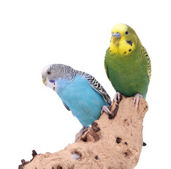 Naklejka premium Bright parrots on wooden snag against white background. Exotic pets