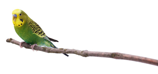 Bright parrot on tree branch against white background. Exotic pet © New Africa