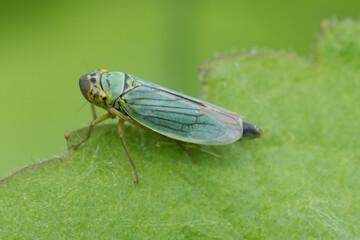 Closeup on the convex shaped European grass-green leaf hopper, Cicadella viridis on a green leaf
