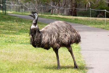 Emus are covered in primitive feathers that are dusky brown to grey-brown with black tips. The...