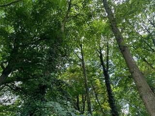 Beautiful trees with green leaves growing in park, low angle view