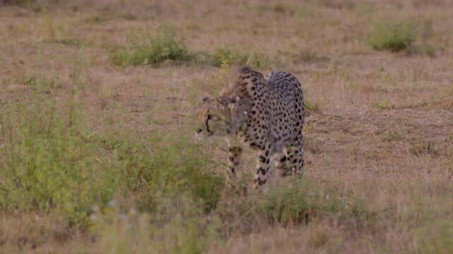 Cheetah Sneaking in Brush