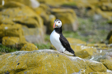 Wild Atlantic Puffin on the Farne Islands off the coast of the UK