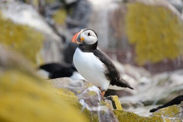 Wild Atlantic Puffin on the Farne Islands off the coast of the UK
