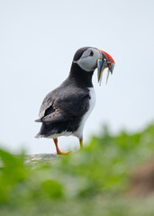 Wild Atlantic Puffin with a mouth full of sand eels on the Farne Islands off the coast of the UK