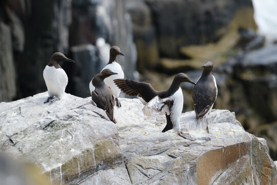 Common Guillemot (common murre) Landing  on Farne Islands Northumberland, UK