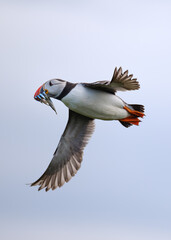 Wild Atlantic Puffin in flight with mouth full of sand eels on the Farne Islands off the coast of the UK