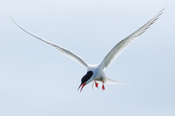 Arctic tern in flight near the Farne islands on the coast of the UK