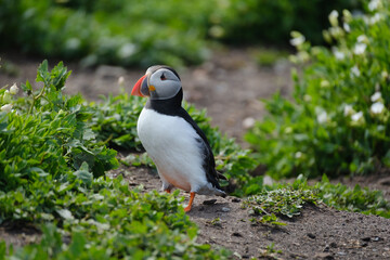 Wild Atlantic Puffin on the Farne Islands off the coast of the UK