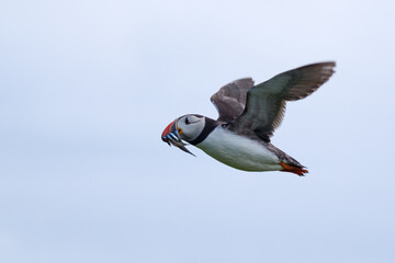 Wild Atlantic Puffin in flight with mouth full of sand eels on the Farne Islands off the coast of the UK