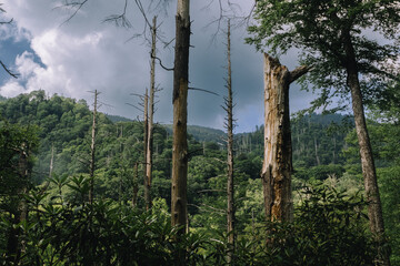 Fototapeta premium scarred woodlands