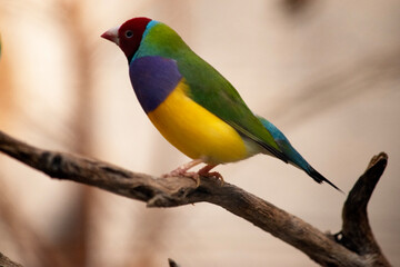 The gouldian  finch is a small bird, with a bright green back, yellow belly and a purple breast.