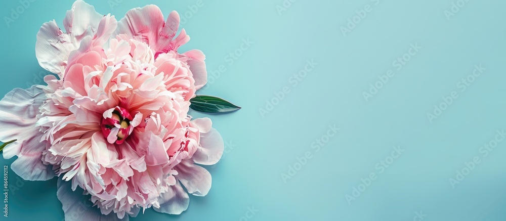 Poster close-up of a stunning peony blossom on a soft blue backdrop with an area for text in the image. cop