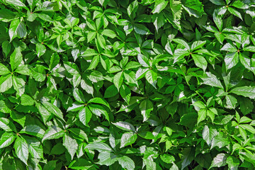 Beautiful green background from leaves of decorative landscape plants