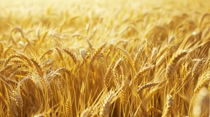 Golden Wheat Field Under Bright Sky