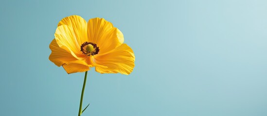 Copy space image of a yellow flower set against a soft blue backdrop, evoking a sunny daytime ambiance.