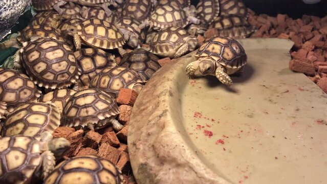 A group of Baby Sulcata tortoises that gather in the corner of the cage while sleeping at night to keep warm