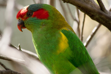 the musk lorikeet is mainly green with red on its face and beak