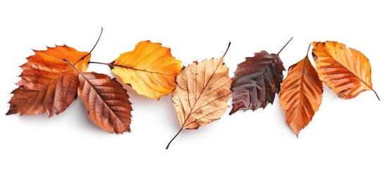 Autumn-themed dry leaves in shades of orange, yellow, and brown, isolated on a white background for a copy space image.