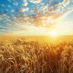 Obraz premium Golden Wheat Field Under Bright Sky