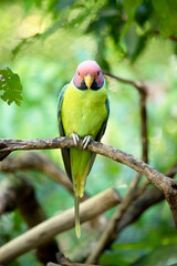 The plum-headed parakeet is a mainly green parrot. The male has a red head