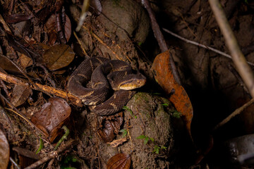 La serpiente más peligrosa de Latinoamerica, la vibora de terciopelo o talla equis